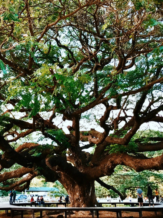 Column #003 GemTreeJapan 2つの理念