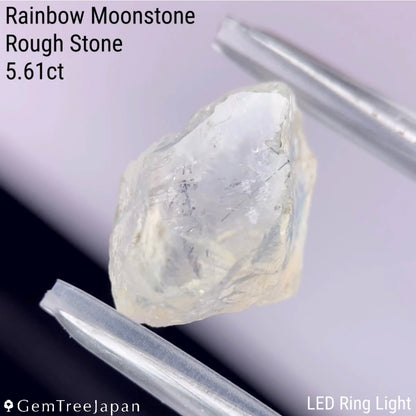 【from Rough】Rainbow Moonstone 2.56ct / Madagascar