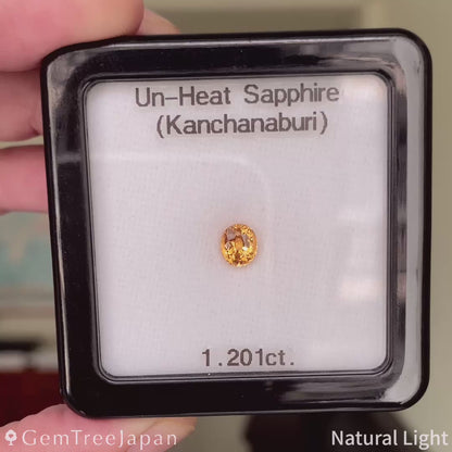 "Orangy Light Yellow" Un-Heat Sapphire 1.201ct / Thailand (Kanchanaburi）